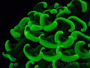 WYSIWYG Euphyllia ancora (Marikultur unter LED akklimatisiert) 7 (Skelett 7 cm/offen 11 cm)