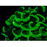 WYSIWYG Euphyllia ancora (Maricultured acclimated under LED) 7 (Skeleton 7 cm/Open 11 cm)