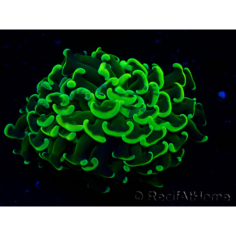 WYSIWYG Euphyllia ancora (Maricultura aclimatada bajo LED) 6 (Esqueleto 5 cm/Abierto 10 cm)