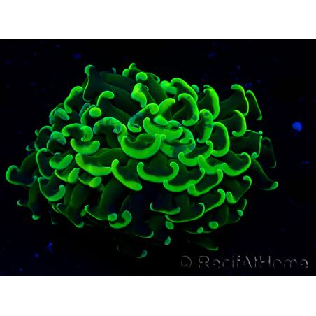 WYSIWYG Euphyllia ancora (Maricoltura acclimatata sotto LED) 6 (Scheletro 5 cm/Aperto 10 cm)