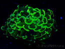 WYSIWYG Euphyllia ancora (Maricoltura acclimatata sotto LED) 6 (Scheletro 5 cm/Aperto 10 cm)