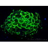 WYSIWYG Euphyllia ancora (Mariculture acclimated under LED) 6 (Skeleton 5 cm/Open 10 cm)