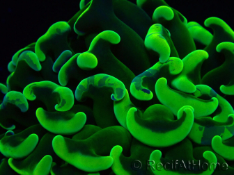 WYSIWYG Euphyllia ancora (Maricoltura acclimatata sotto LED) 6 (Scheletro 5 cm/Aperto 10 cm)