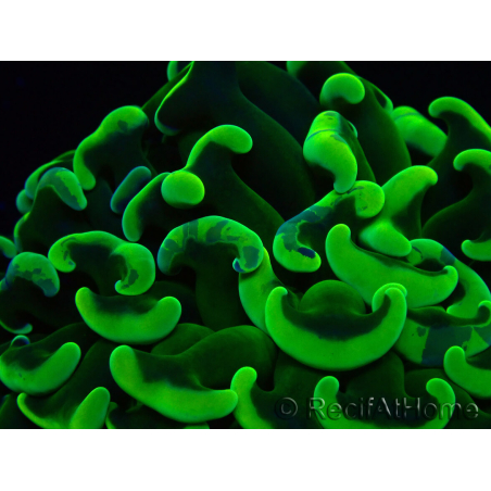 WYSIWYG Euphyllia ancora (Maricoltura acclimatata sotto LED) 6 (Scheletro 5 cm/Aperto 10 cm)