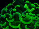 WYSIWYG Euphyllia ancora(Mariculture acclimaté sous LED) 6 (Skeleton 5 cm/Open 10 cm)
