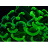 WYSIWYG Euphyllia ancora (Marikultur unter LED akklimatisiert) 6 (Skelett 5 cm / Geöffnet 10 cm)