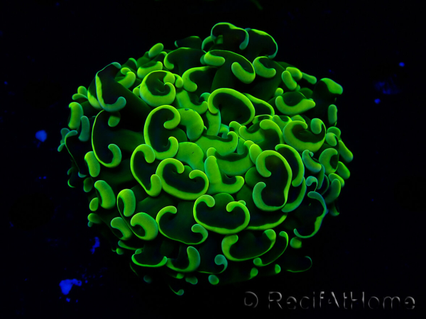 WYSIWYG Euphyllia ancora (Maricoltura acclimatata sotto LED) 6 (Scheletro 5 cm/Aperto 10 cm)