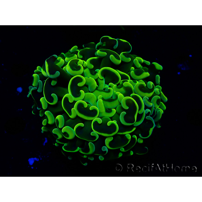 WYSIWYG Euphyllia ancora (Maricultura aclimatada bajo LED) 6 (Esqueleto 5 cm/Abierto 10 cm)