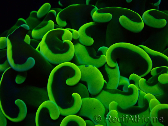 WYSIWYG Euphyllia ancora (Maricoltura acclimatata sotto LED) 6 (Scheletro 5 cm/Aperto 10 cm)