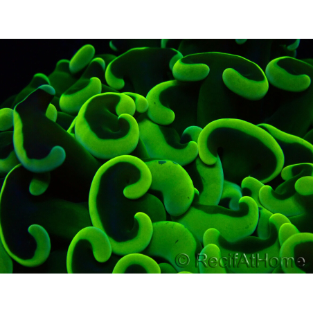 WYSIWYG Euphyllia ancora(Mariculture acclimaté sous LED) 6 (Skeleton 5 cm/Open 10 cm)