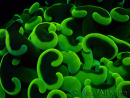 WYSIWYG Euphyllia ancora (Maricoltura acclimatata sotto LED) 6 (Scheletro 5 cm/Aperto 10 cm)