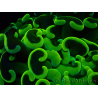WYSIWYG Euphyllia ancora (Mariculture acclimated under LED) 6 (Skeleton 5 cm/Open 10 cm)
