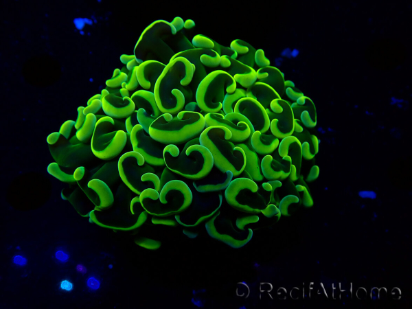 WYSIWYG Euphyllia ancora(Mariculture acclimaté sous LED) 7 (Skeleton 7 cm/Open 11 cm)