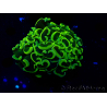 WYSIWYG Euphyllia ancora (Maricultura aclimatada bajo LED) 7 (Esqueleto 7 cm/Abierto 11 cm)