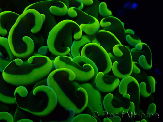 WYSIWYG Euphyllia ancora (Maricultura acclimatata sotto LED) 7 (Scheletro 7 cm/Aperto 11 cm)