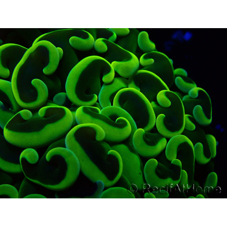 WYSIWYG Euphyllia ancora (Maricultura acclimatata sotto LED) 7 (Scheletro 7 cm/Aperto 11 cm)