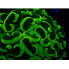 WYSIWYG Euphyllia ancora(Mariculture acclimaté sous LED) 7 (Skeleton 7 cm/Open 11 cm)