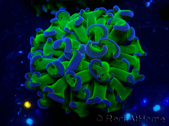 WYSIWYG Euphyllia ancora(Mariculture acclimaté sous LED) 14 (Skeleton 7 cm/Open 11 cm)
