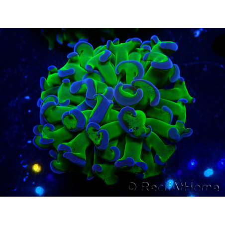 WYSIWYG Euphyllia ancora(Mariculture acclimaté sous LED) 14 (Skeleton 7 cm/Open 11 cm)