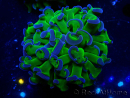 WYSIWYG Euphyllia ancora (Marikultur unter LED akklimatisiert) 14 (Skelett 7 cm/Geöffnet 11 cm)
