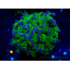 WYSIWYG Euphyllia ancora(Mariculture acclimaté sous LED) 14 (Skeleton 7 cm/Open 11 cm)