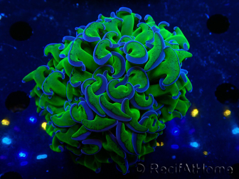 WYSIWYG Euphyllia ancora(Mariculture acclimaté sous LED) 17 (Skeleton 5 cm/Open 10 cm)