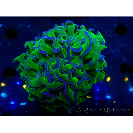 WYSIWYG Euphyllia ancora(Mariculture acclimaté sous LED) 17 (Skeleton 5 cm/Open 10 cm)