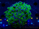 WYSIWYG Euphyllia ancora(Mariculture acclimaté sous LED) 17 (Skeleton 5 cm/Open 10 cm)