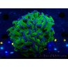 WYSIWYG Euphyllia ancora(Mariculture acclimaté sous LED) 17 (Skeleton 5 cm/Open 10 cm)