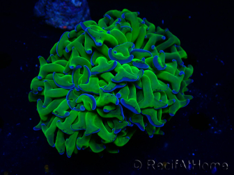 WYSIWYG Euphyllia ancora (Maricoltura acclimatata sotto LED) 18 (Scheletro 5 cm/Aperto 9 cm)