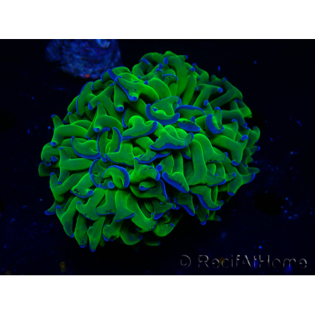WYSIWYG Euphyllia ancora (Maricoltura acclimatata sotto LED) 18 (Scheletro 5 cm/Aperto 9 cm)