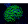 WYSIWYG Euphyllia ancora (Maricultured, acclimated under LED) 18 (Skeleton 5 cm/Open 9 cm)
