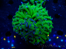 WYSIWYG Euphyllia ancora (Maricoltura acclimatata sotto LED) 3 (Scheletro 7 cm/Aperto 10 cm)