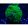 WYSIWYG Euphyllia ancora (Marikultur unter LED akklimatisiert) 3 (Skelett 7 cm/Geöffnet 10 cm)