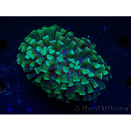 WYSIWYG Euphyllia ancora (Maricultura acclimatata sotto LED) 4 (Scheletro 7 cm/Aperto 10 cm)
