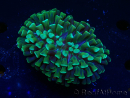 WYSIWYG Euphyllia ancora (Marikultur akklimatisiert unter LED) 4 (Skelett 7 cm/Geöffnet 10 cm)