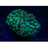 WYSIWYG Euphyllia ancora (Maricultured, acclimated under LED) 4 (Skeleton 7 cm/Open 10 cm)