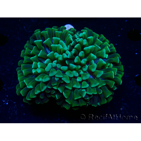 WYSIWYG Euphyllia ancora (Acclimated Mariculture under LED) 5 (Skeleton 7 cm/Open 11 cm)