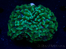WYSIWYG Euphyllia ancora (Marikultur akklimatisiert unter LED) 5 (Skelett 7 cm/Geöffnet 11 cm)