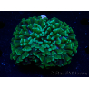 WYSIWYG Euphyllia ancora (Maricultura aclimatada bajo LED) 5 (Esqueleto 7 cm/Abierto 11 cm)