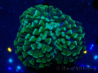WYSIWYG Euphyllia ancora (Maricoltura acclimatata sotto LED) 6 (Scheletro 5 cm/Aperto 10 cm)