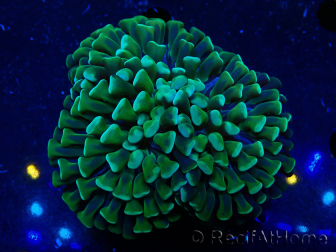 WYSIWYG Euphyllia ancora(Mariculture acclimaté sous LED) 6 (Skeleton 5 cm/Open 10 cm)