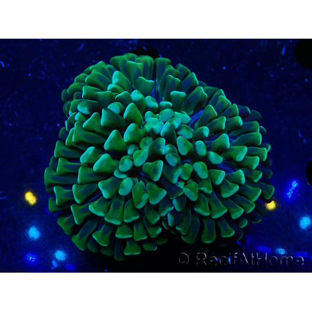 WYSIWYG Euphyllia ancora(Mariculture acclimaté sous LED) 6 (Skeleton 5 cm/Open 10 cm)