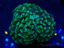 WYSIWYG Euphyllia ancora (Maricultura aclimatada bajo LED) 6 (Esqueleto 5 cm/Abierto 10 cm)