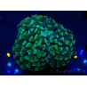 WYSIWYG Euphyllia ancora (Marikultur unter LED akklimatisiert) 6 (Skelett 5 cm / Geöffnet 10 cm)