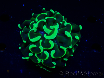 WYSIWYG Euphyllia ancora (Maricoltura acclimatata sotto LED) 9 (Scheletro 6 cm/Aperto 12 cm)