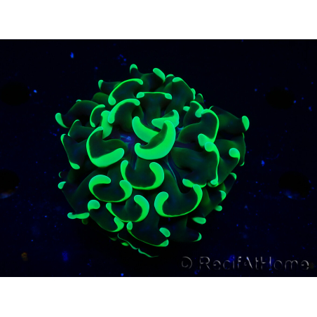 WYSIWYG Euphyllia ancora(Mariculture acclimaté sous LED) 9 (Skeleton 6 cm/Open 12 cm)