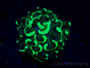 WYSIWYG Euphyllia ancora (Maricoltura acclimatata sotto LED) 9 (Scheletro 6 cm/Aperto 12 cm)