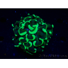 WYSIWYG Euphyllia ancora (Mariculture acclimated under LED) 9 (Skeleton 6 cm/Open 12 cm)