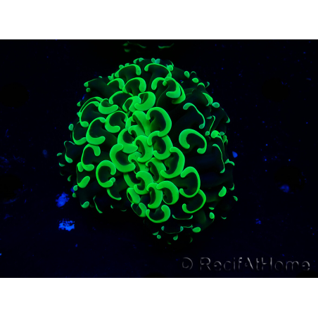 WYSIWYG Euphyllia ancora (Maricultura acclimatata sotto LED) 8 (Scheletro 6 cm / Aperto 12 cm)